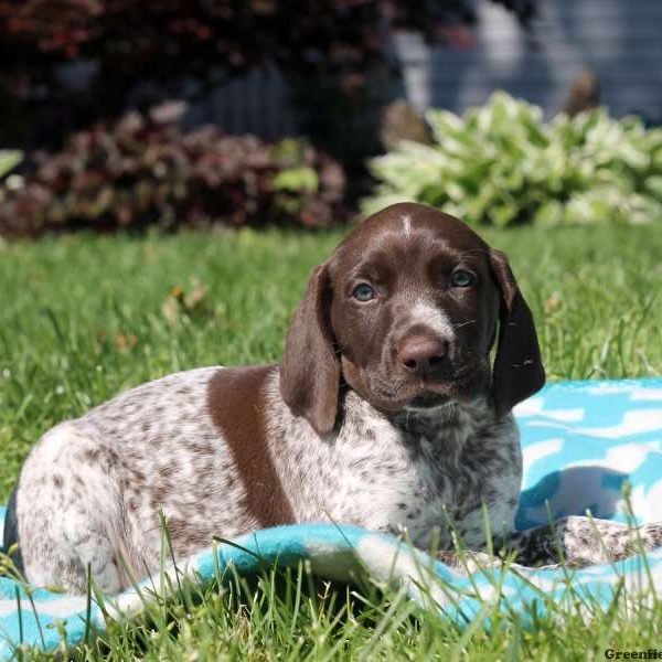 Kent, German Shorthaired Pointer Puppy