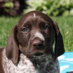 Kent, German Shorthaired Pointer Puppy