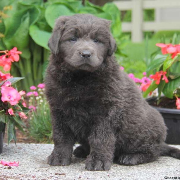 Kierra, Newfoundland Puppy