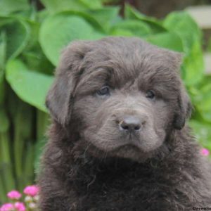 Kierra, Newfoundland Puppy