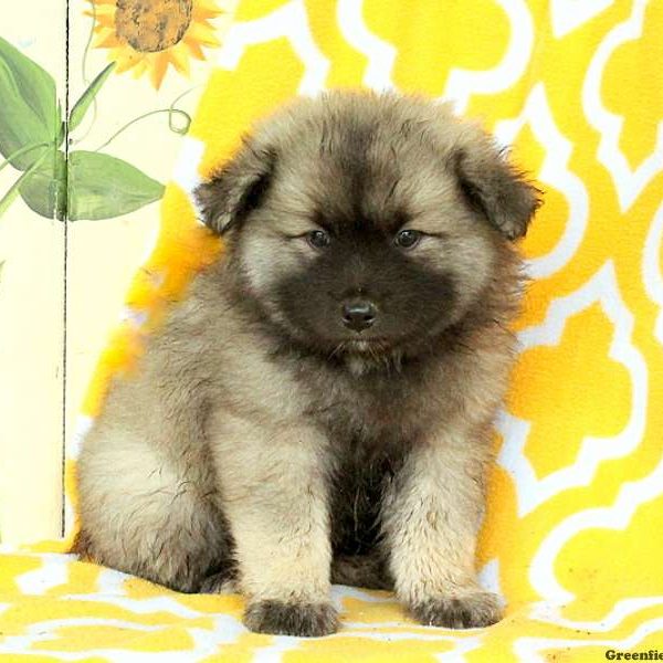 Krystal, Keeshond Puppy