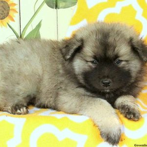 Krystal, Keeshond Puppy