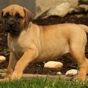 Kylee, African Boerboel Puppy