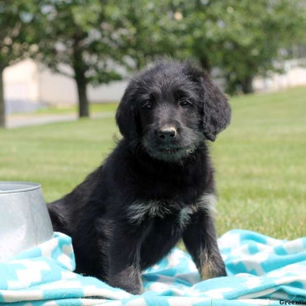 Lantz, Labradoodle Puppy