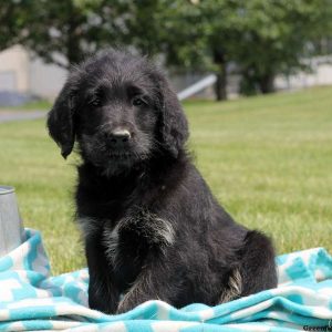 Lantz, Labradoodle Puppy