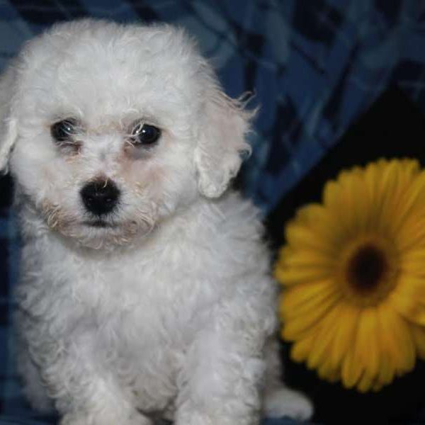 Lil Trooper, Bichon Frise Puppy