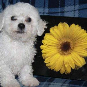 Lil Trooper, Bichon Frise Puppy