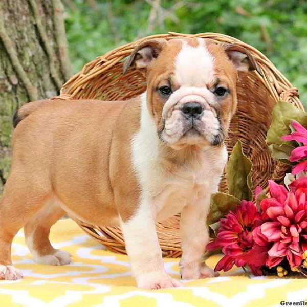 Little Betty, English Bulldog Puppy