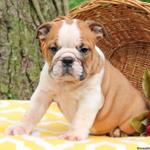 Little Betty, English Bulldog Puppy