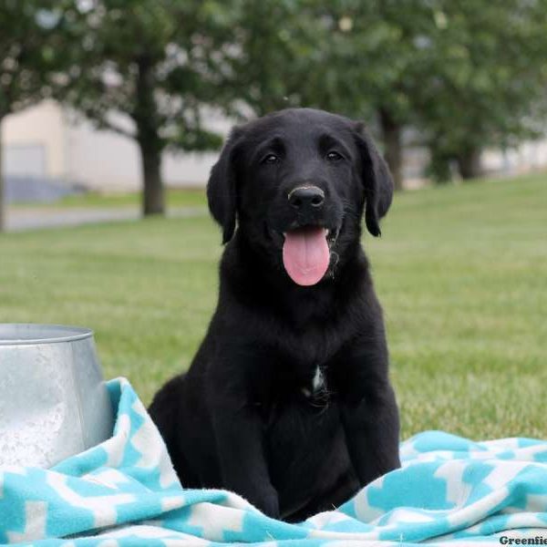 Lucas, Labradoodle Puppy