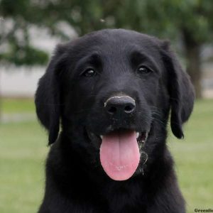 Lucas, Labradoodle Puppy