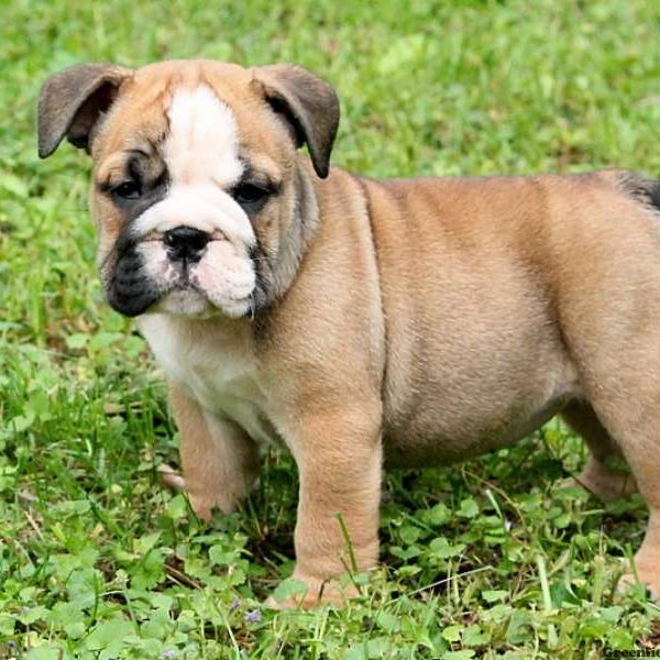 Lucy, English Bulldog Puppy