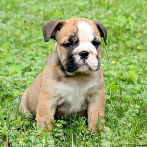 Lucy, English Bulldog Puppy