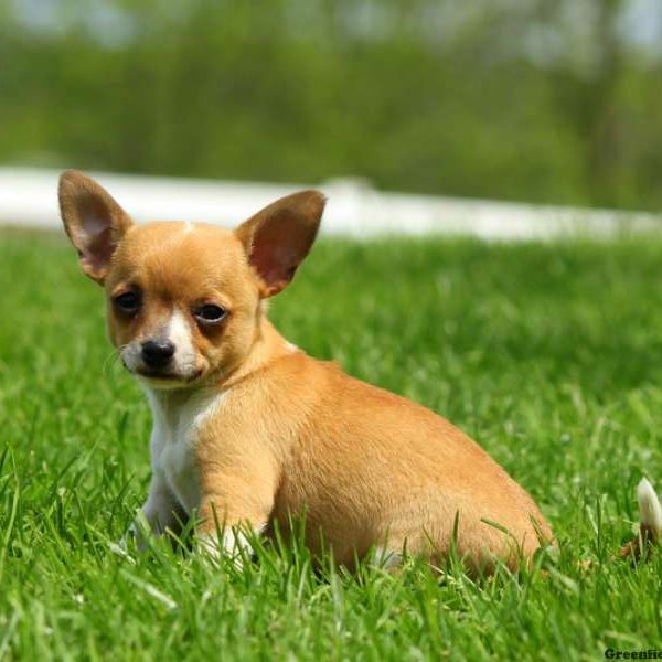 Mack, Chihuahua Puppy