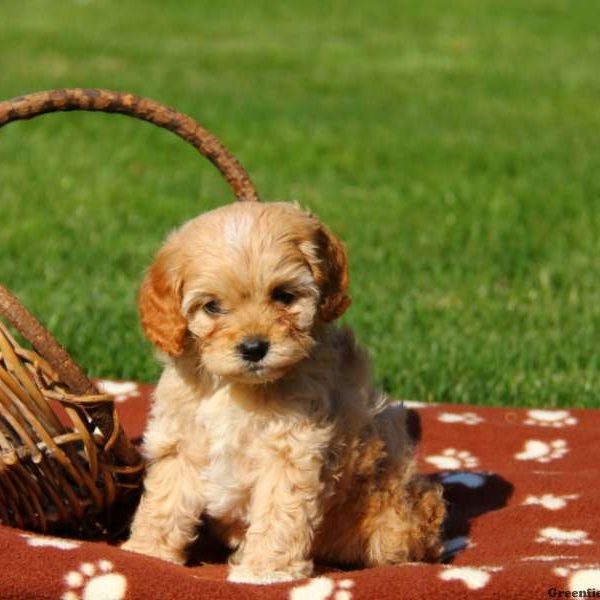 Maizie, Cavapoo Puppy