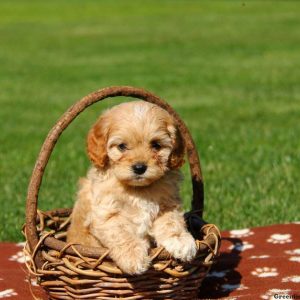 Maizie, Cavapoo Puppy