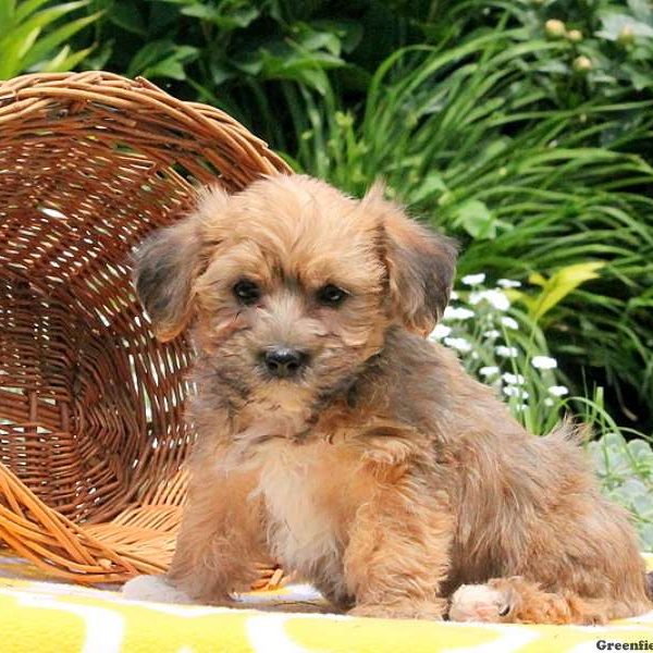 Major, Morkie / Yorktese Puppy