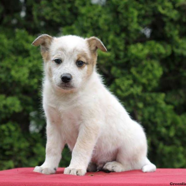 Marco, Blue Heeler Mix Puppy