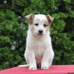 Marco, Blue Heeler Mix Puppy