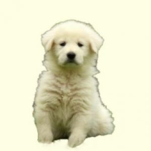 Maremma Sheepdog Mix