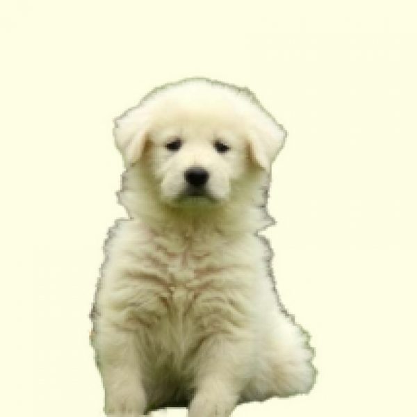 Maremma Sheepdog Mix