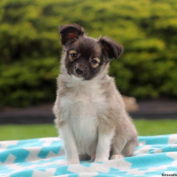 Mason, Papillon Puppy