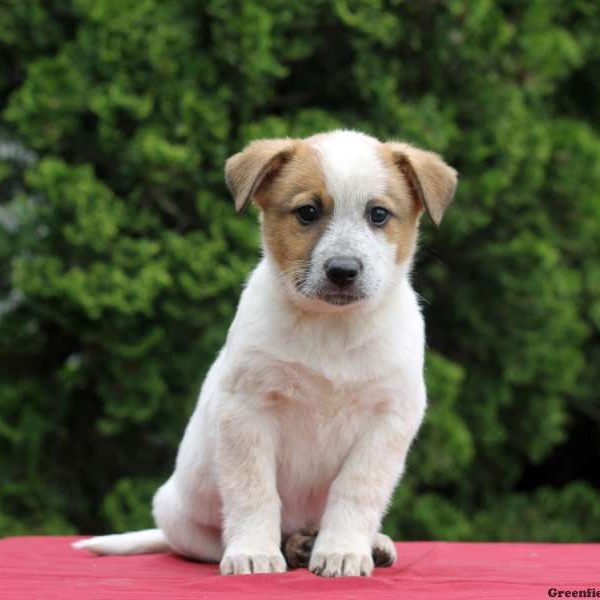 Maverick, Blue Heeler Mix Puppy