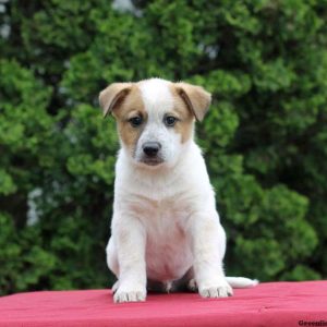 Maverick, Blue Heeler Mix Puppy