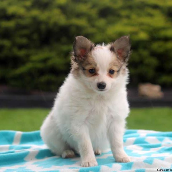 Max, Papillon Puppy