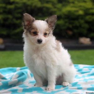 Max, Papillon Puppy