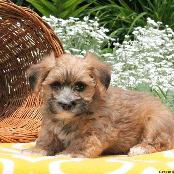 McKinney, Morkie / Yorktese Puppy