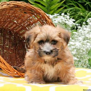 McKinney, Morkie / Yorktese Puppy