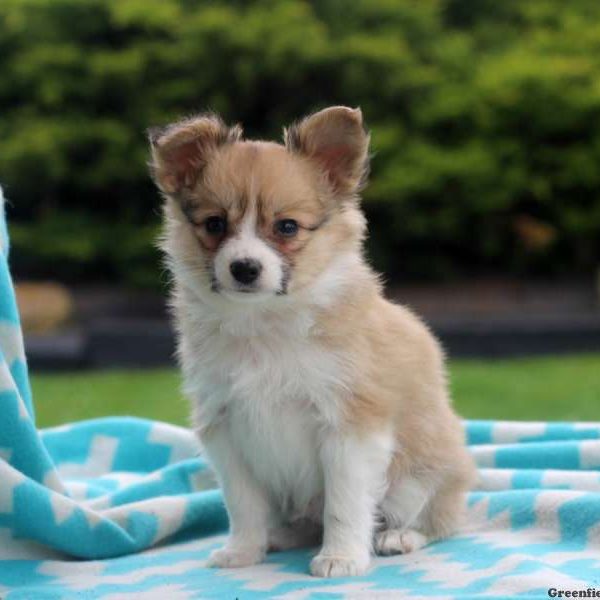 Moe, Papillon Puppy