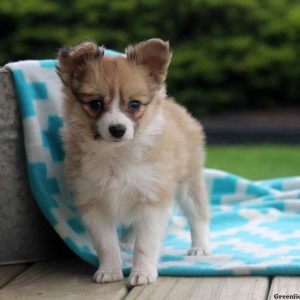 Moe, Papillon Puppy