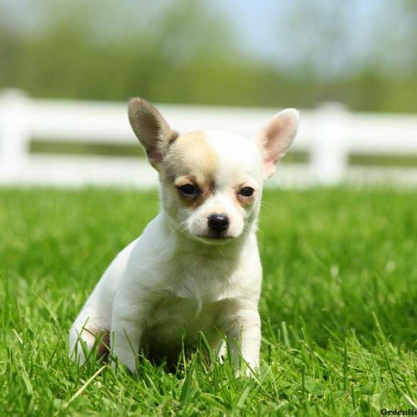 Molly, Chihuahua Puppy