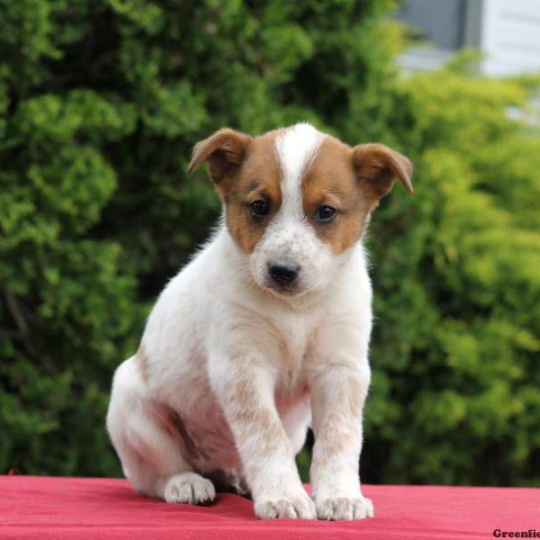 Monty, Blue Heeler Mix Puppy