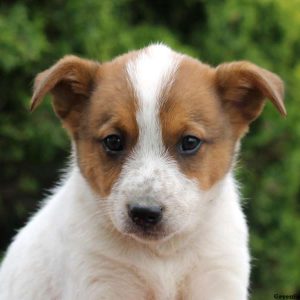 Monty, Blue Heeler Mix Puppy