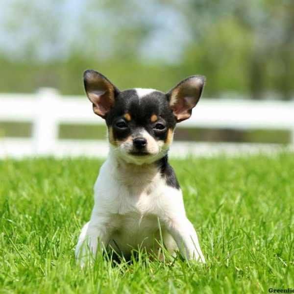 Mugsy, Chihuahua Puppy