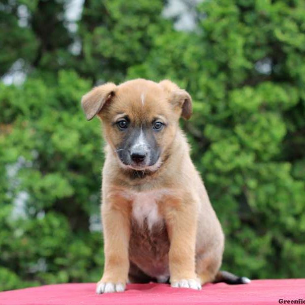 Murphy, Blue Heeler Mix Puppy