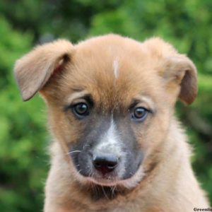 Murphy, Blue Heeler Mix Puppy