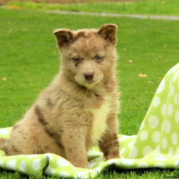 Otto, Pomsky Puppy