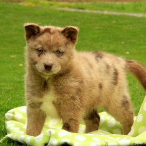 Otto, Pomsky Puppy