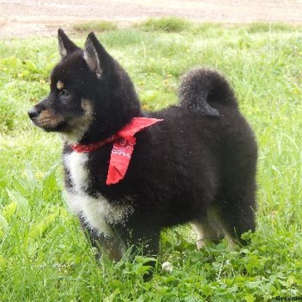 Paddy, Pomsky Puppy