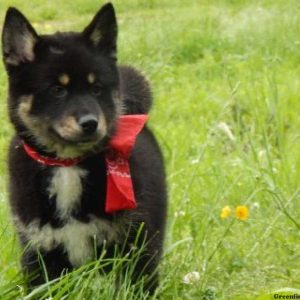 Paddy, Pomsky Puppy