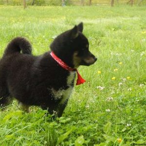 Paddy, Pomsky Puppy