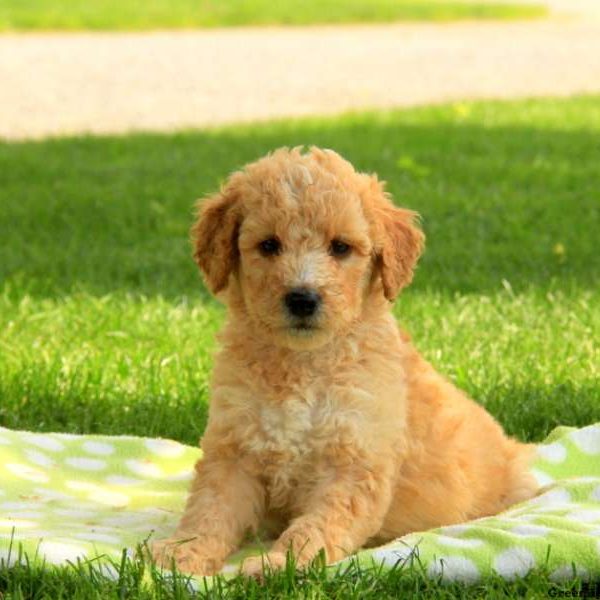 Patsy, Goldendoodle-Miniature Puppy