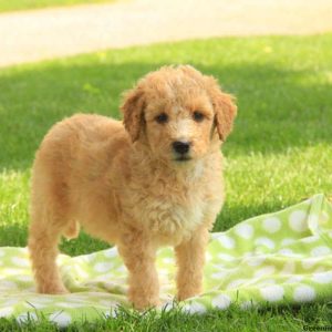 Patsy, Goldendoodle-Miniature Puppy