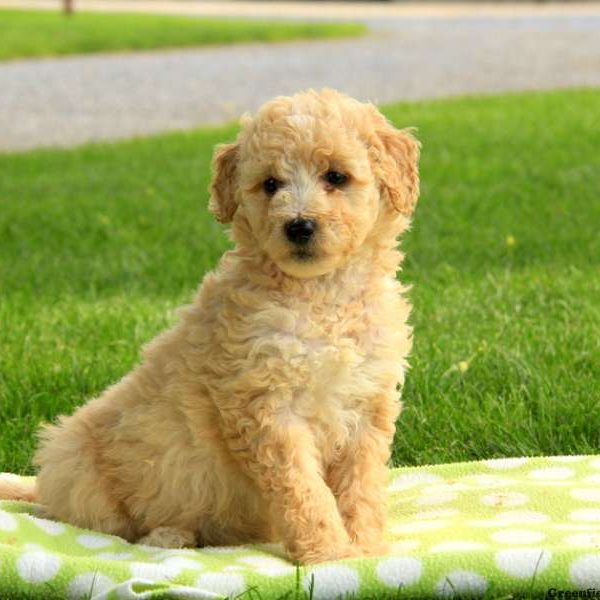 Penelope, Goldendoodle-Miniature Puppy