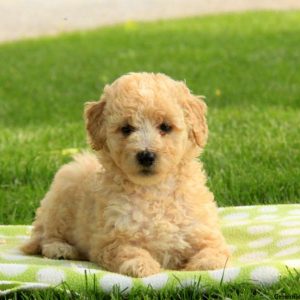 Penelope, Goldendoodle-Miniature Puppy