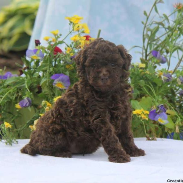 Pepsi, Toy Poodle Puppy